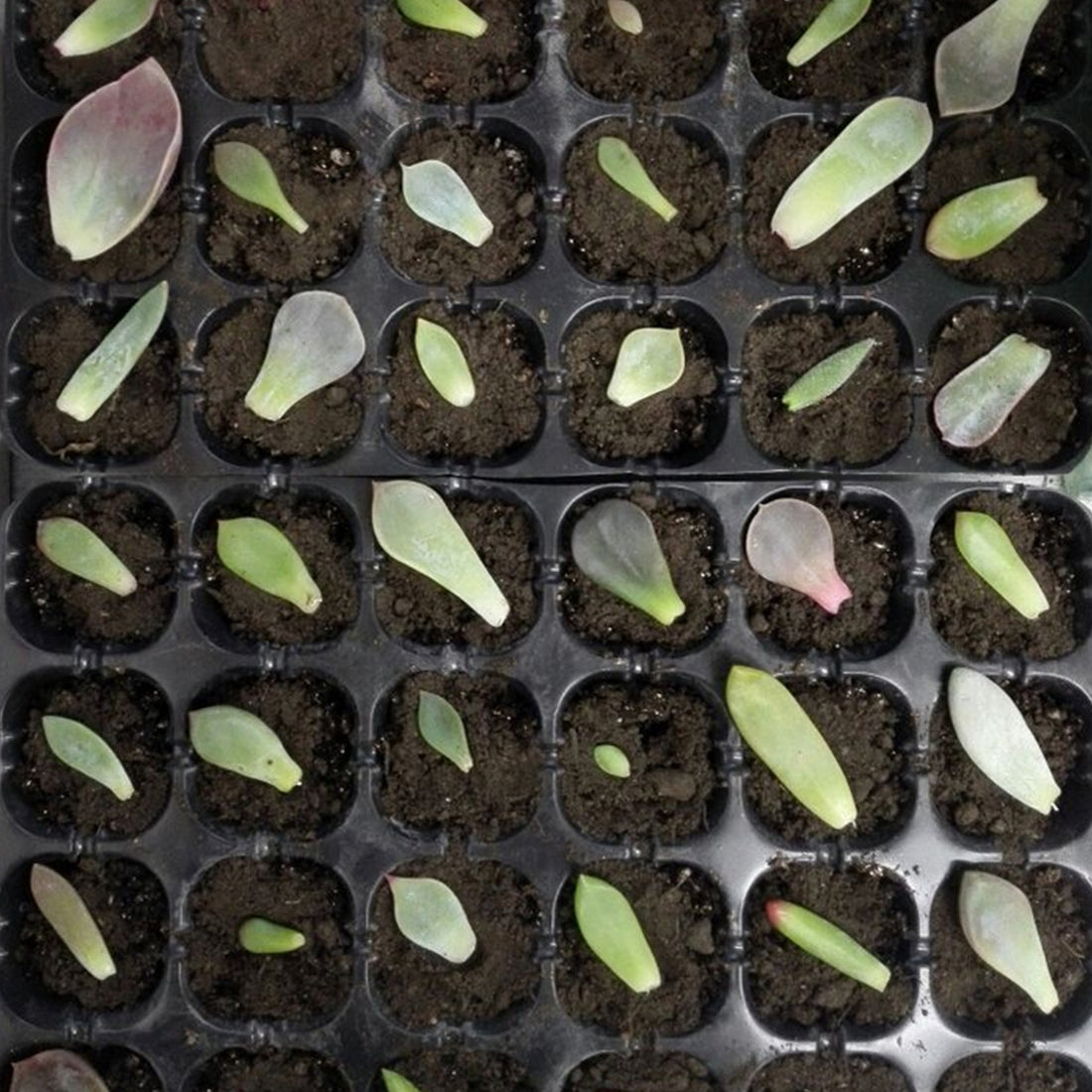 ELECTROPRIME Seedling Tray Sprout Plate 24 Holes Nursery Pots Tray Lids Box For Gardening Bonsai Mini Greenhouse Nursery Plate Three Sets