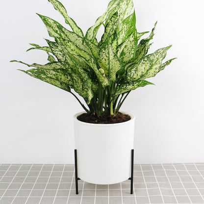 ELECTROPRIME 110mm PP Planter Flower Pot Automatic Water-absorbing Lazy Flower Pot, with Shelf