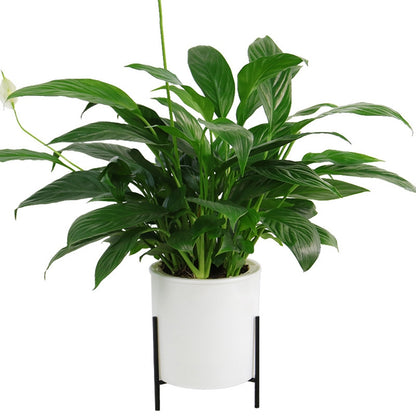 ELECTROPRIME 165mm PP Planter Flower Pot Automatic Water-absorbing Lazy Flower Pot, with Shelf