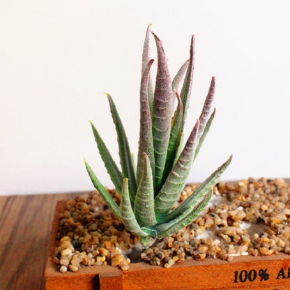 ELECTROPRIME Artificial Mini Aloe Plastic Plants Craft Floristry Landscape Garden Family Office Decoration(Flocking Green Red Tip)
